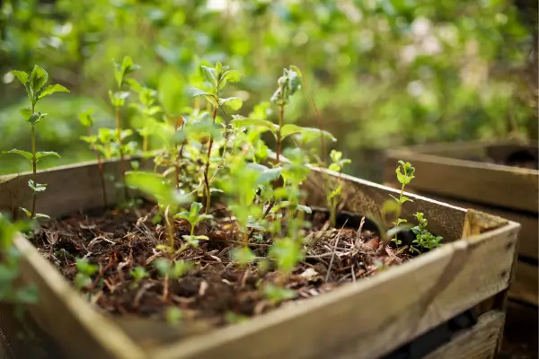 Como Cultivar Hortelã