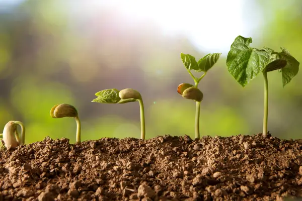 Por que Minhas Plantas Não Crescem